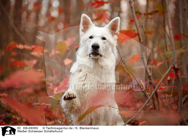 Weier Schweizer Schferhund / Berger Blanc Suisse / KB-08069