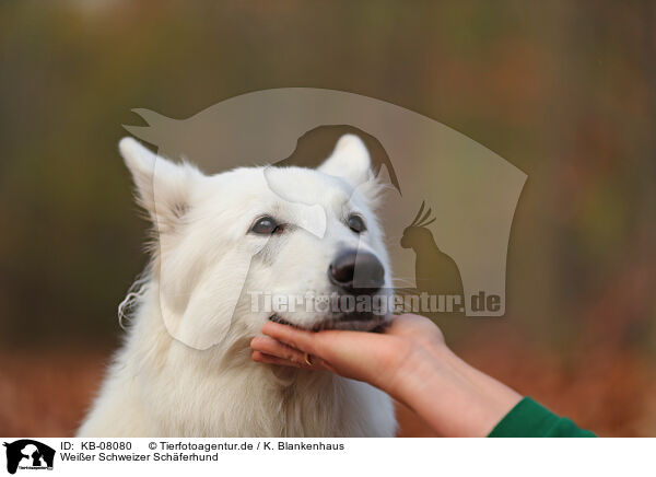 Weier Schweizer Schferhund / KB-08080