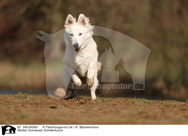 Weier Schweizer Schferhund / KB-09080