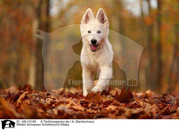 Weier Schweizer Schferhund Welpe / Berger Blanc Suisse Puppy / KB-10198