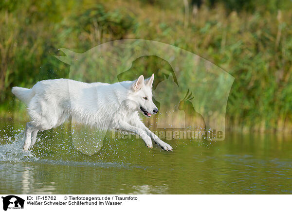 Weier Schweizer Schferhund im Wasser / White Swiss Shepherd in the water / IF-15762