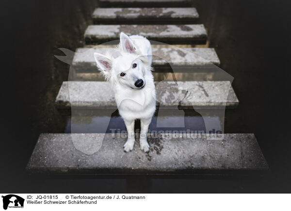 Weier Schweizer Schferhund / JQ-01815