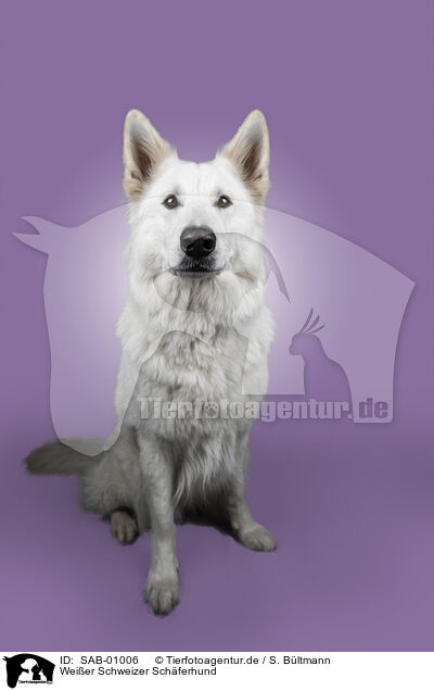 Weier Schweizer Schferhund / Berger Blanc Suisse / SAB-01006