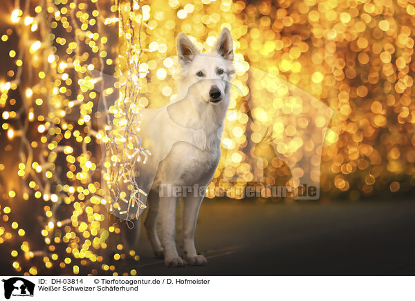 Weier Schweizer Schferhund / Berger Blanc Suisse / DH-03814