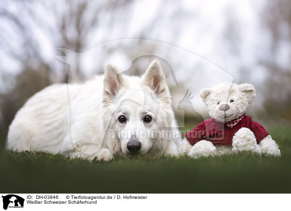 Weier Schweizer Schferhund / Berger Blanc Suisse / DH-03846