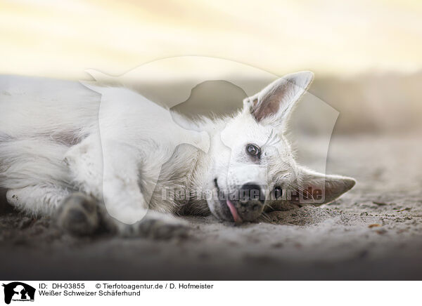 Weier Schweizer Schferhund / Berger Blanc Suisse / DH-03855