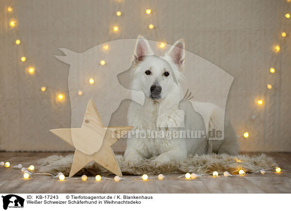 Weier Schweizer Schferhund in Weihnachtsdeko / White Swiss Shepherd Dog in christmas decoration / KB-17243