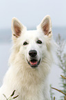 Weier Schweizer Schferhund Portrait