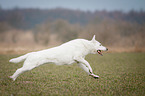 rennender Weier Schweizer Schferhund