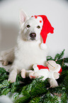 Weier Schweizer Schferhund mit Weihnachtsmtze
