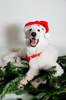 Weier Schweizer Schferhund mit Weihnachtsmtze