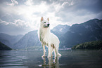 stehender Weier Schweizer Schferhund