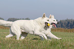 rennende Weier Schweizer Schferhunde