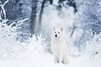 Weier Schweizer Schferhund im Schnee