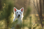 Weier Schweizer Schferhund im Wald