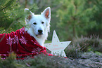 Weier Schweizer Schferhund mit Weihnachtsdekoration