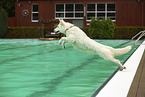 Weier Schweizer Schferhund im Schwimmbad