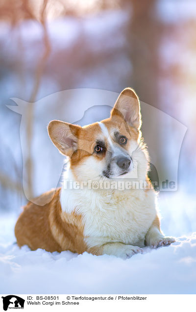 Welsh Corgi im Schnee / Welsh Corgi in the snow / BS-08501