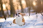 Welsh Corgi im Schnee