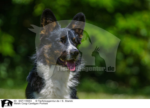 Welsh Corgi Cardigan Portrait / SST-15663
