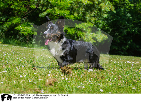 stehender Welsh Corgi Cardigan / SST-15669