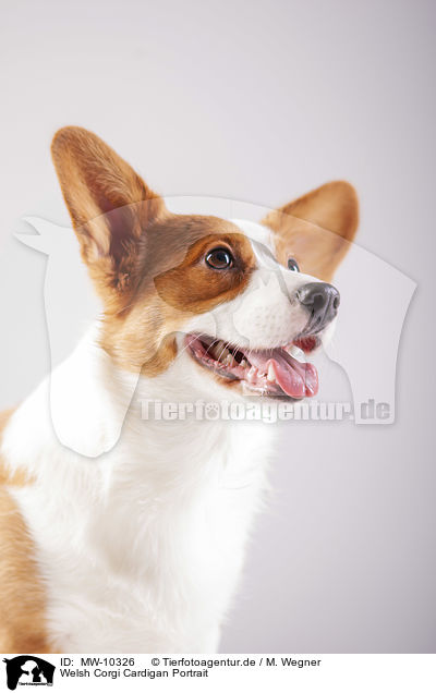 Welsh Corgi Cardigan Portrait / MW-10326