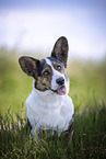 Welsh Corgi Cardigan