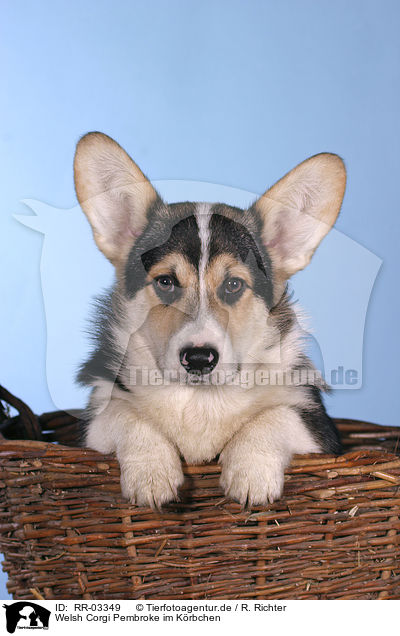 Welsh Corgi Pembroke im Krbchen / in the basket / RR-03349