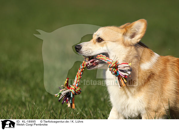 Welsh Corgi Pembroke / Welsh Corgi Pembroke / KL-18995