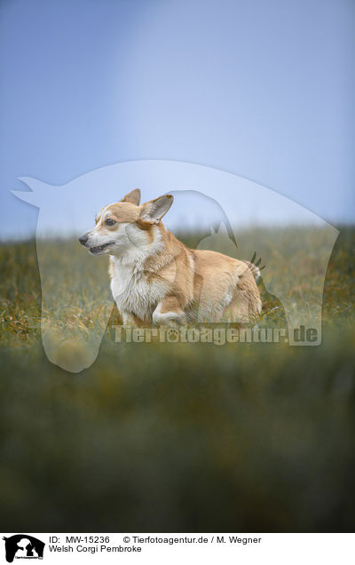 Welsh Corgi Pembroke / Welsh Corgi Pembroke / MW-15236