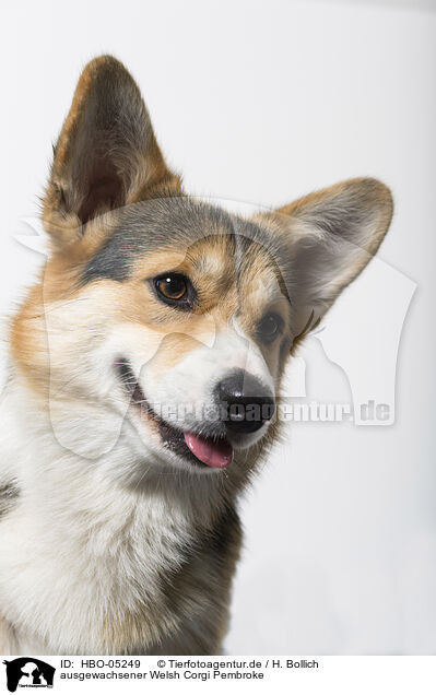 ausgewachsener Welsh Corgi Pembroke / HBO-05249