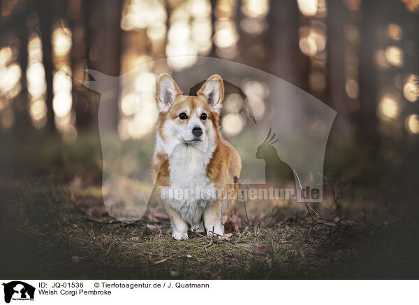 Welsh Corgi Pembroke / Welsh Corgi Pembroke / JQ-01536