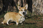 Welsh Corgi Pembroke