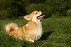 sitzender Welsh Corgi Pembroke