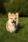 laufender Welsh Corgi Pembroke