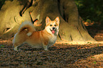 Welsh Corgi Pembroke