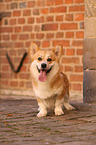 Welsh Corgi Pembroke