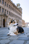 liegender Welsh Corgi Pembroke