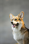 Welsh Corgi Pembroke Portrait