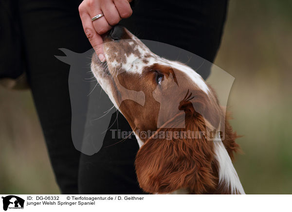 junger Welsh Springer Spaniel / DG-06332