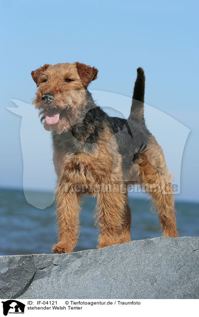 stehender Welsh Terrier / IF-04121