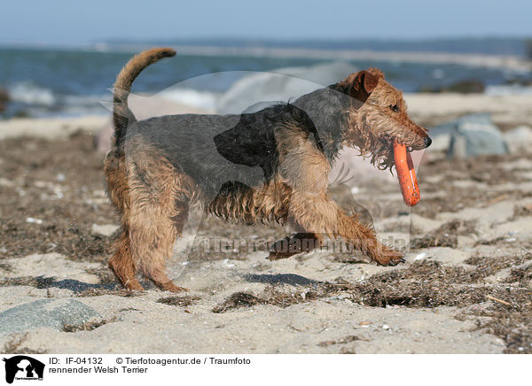 rennender Welsh Terrier / IF-04132