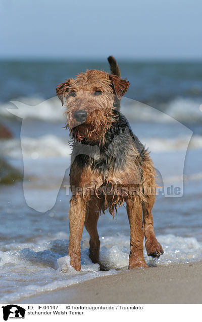 stehender Welsh Terrier / standing Welsh Terrier / IF-04147