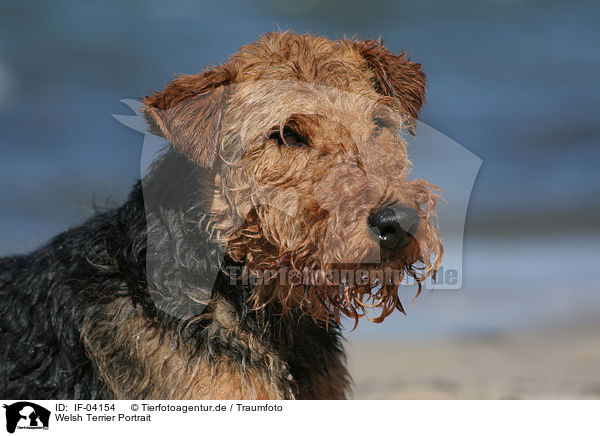 Welsh Terrier Portrait / Welsh Terrier Portrait / IF-04154