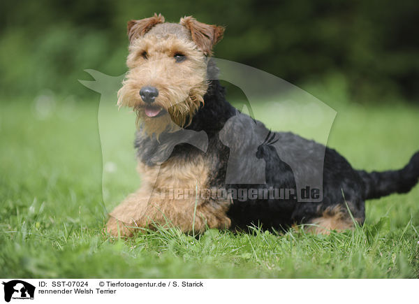 rennender Welsh Terrier / running Welsh Terrier / SST-07024