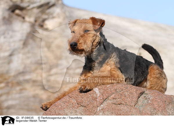 liegender Welsh Terrier / lying Welsh Terrier / IF-08635