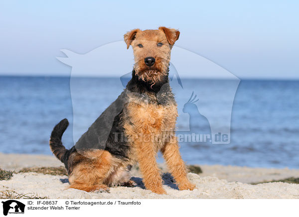 sitzender Welsh Terrier / sitting Welsh Terrier / IF-08637