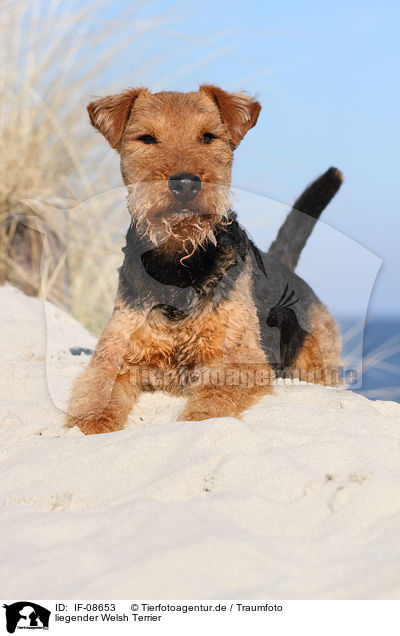 liegender Welsh Terrier / lying Welsh Terrier / IF-08653