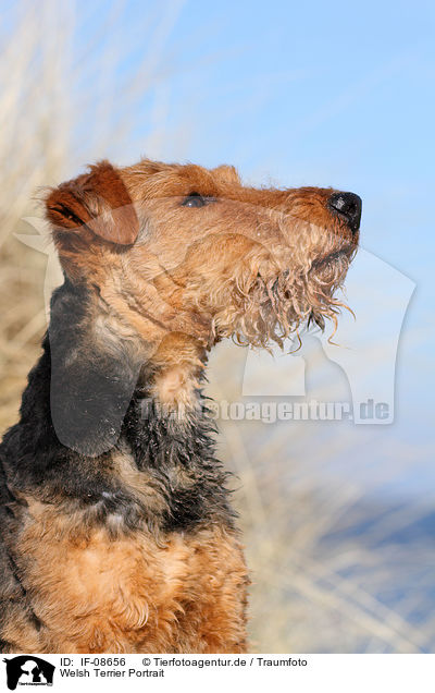Welsh Terrier Portrait / Welsh Terrier Portrait / IF-08656