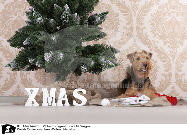 Welsh Terrier zwischen Weihnachtsdeko / Welsh terrier between Christmas decoration / MW-14475